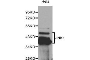 Western Blotting (WB) image for anti-Mitogen-Activated Protein Kinase 8 (MAPK8) (AA 245-345) antibody (ABIN6213776) (JNK 抗体  (AA 245-345))