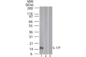 Image no. 2 for anti-Interleukin 17F (IL17F) antibody (ABIN959919) (IL17F 抗体)