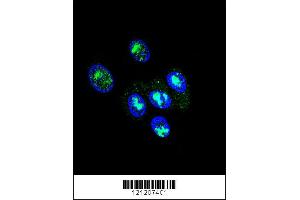 Confocal immunofluorescent analysis of FOXP2 Antibody with HepG2 cell followed by Alexa Fluor 488-conjugated goat anti-rabbit lgG (green). (FOXP2 抗体  (C-Term))