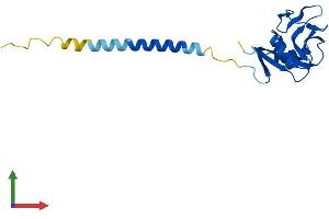 Protein Structure (PS) image for C-Type Lectin Domain Family 2, Member A (CLEC2A) (AA 1-174) protein (His tag) (ABIN7546529)