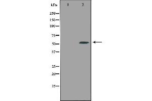 Western blot analysis of extracts from 3T3 cells using CPE antibody. (CPE 抗体  (Internal Region))