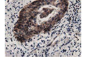 Immunohistochemistry (IHC) image for anti-DnaJ (Hsp40) Homolog, Subfamily A, Member 2 (DNAJA2) antibody (ABIN1497861) (DNAJA2 抗体)