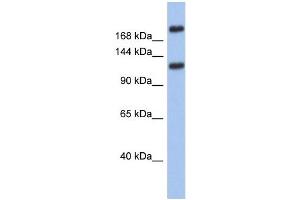 WB Suggested Anti-CACNA1I Antibody Titration: 0.