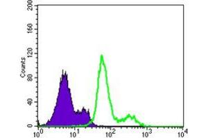 Flow cytometric analysis of Lovo cells using PDK1 mouse mAb (green) and negative control (purple). (PDPK1 抗体)