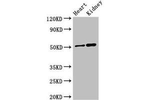 Western Blot Positive WB detected in: Mouse heart tissue, Mouse kidney tissue All lanes: SIGLEC7 antibody at 3 μg/mL Secondary Goat polyclonal to rabbit IgG at 1/50000 dilution Predicted band size: 52, 42, 17 kDa Observed band size: 52 kDa (SIGLEC7 抗体  (AA 377-467))
