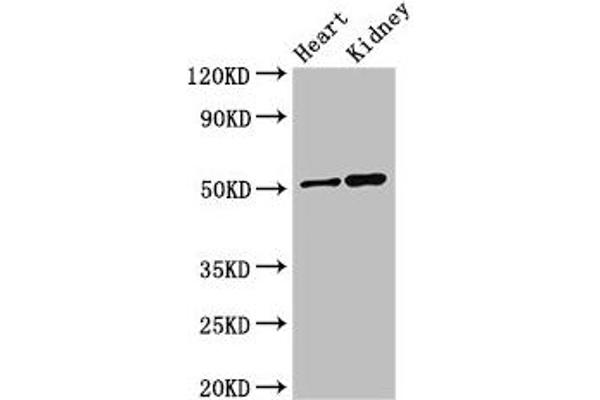 SIGLEC7 Antikörper  (AA 377-467)