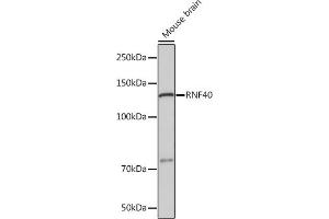 Western blot analysis of extracts of Mouse brain, using RNF40 Rabbit mAb (ABIN7270074) at 1:1000 dilution. (RNF40 抗体)