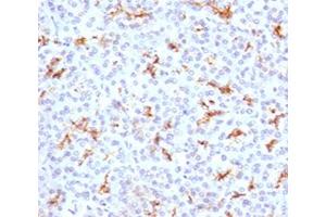 IHC testing of FFPE human pancreas with CFTR antibody (clone CFTR1-1). (CFTR 抗体)