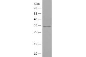Western Blotting (WB) image for Interferon Regulatory Factor 1 (IRF1) (AA 1-325) protein (His-IF2DI Tag) (ABIN7283908) (IRF1 Protein (AA 1-325) (His-IF2DI Tag))