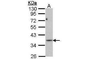 WB Image Sample (30 ug of whole cell lysate) A: Molt-4 , 10% SDS PAGE antibody diluted at 1:1000 (PRPS1L1 抗体)