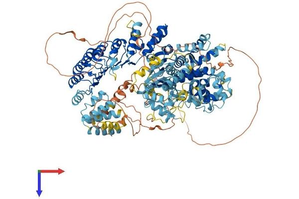 CIITA Protein (AA 1-1155) (His tag)