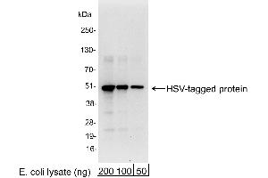 anti-HSV Tag antibody