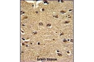 Formalin-fixed and paraffin-embedded human brain tissue reacted with CLU Antibody (C-term), which was peroxidase-conjugated to the secondary antibody, followed by DAB staining. (CLUAP1 抗体  (C-Term))