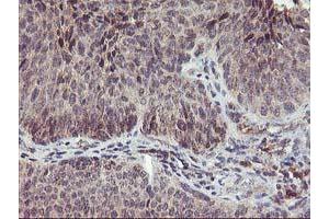 Image no. 2 for anti-Phenylethanolamine N-Methyltransferase (PNMT) antibody (ABIN1500315) (PNMT 抗体)