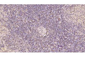 Detection of CDNF in Human Spleen Tissue using Monoclonal Antibody to Cerebral Dopamine Neurotrophic Factor (CDNF) (CDNF 抗体  (AA 33-187))