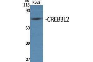 Western Blot (WB) analysis of specific cells using CREB3L2 Polyclonal Antibody. (CREB3L2 抗体  (Internal Region))