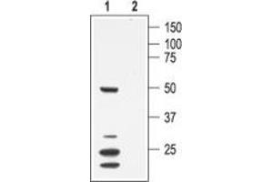 Western blot analysis of mouse heart membranes: - 1.