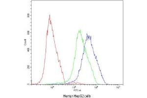Flow cytometry testing of human HepG2 cells with ATF2 antibody at 1ug/10^6 cells (blocked with goat sera) (ATF2 抗体  (AA 93-450))
