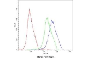 Flow cytometry testing of human HepG2 cells with ATF2 antibody at 1ug/10^6 cells (blocked with goat sera)
