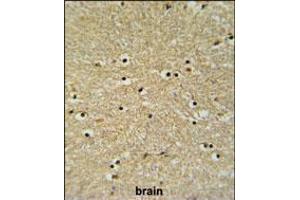 BHLHB5 Antibody IHC analysis in formalin fixed and paraffin embedded human brain tissue followed by peroxidase conjugation of the secondary antibody and DAB staining. (BHLHE22 抗体  (AA 236-264))