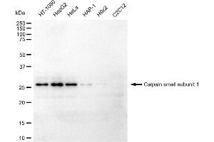 Western blotting analysis using Calpain small subunit 1 antibody (ABIN7797849).