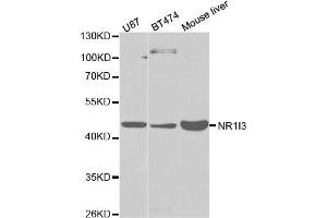 Western Blotting (WB) image for anti-Nuclear Receptor Subfamily 1, Group I, Member 3 (NR1I3) antibody (ABIN1875424) (NR1I3 抗体)