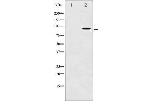 Western blot analysis of AhR phosphorylation expression in HepG2 whole cell lysates,The lane on the left is treated with the antigen-specific peptide. (Aryl Hydrocarbon Receptor 抗体  (pSer36))