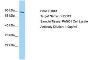 Image no. 1 for anti-SH3 Domain Containing 19 (SH3D19) (AA 610-659) antibody (ABIN6750137) (SH3D19 抗体  (AA 610-659))