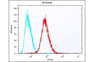 Overlay histogram showing HepG2 cells stained with (ABIN651536 and ABIN2840285) (red line). (IDUA 抗体  (AA 236-264))