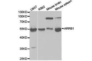 Western Blotting (WB) image for anti-Arrestin, beta 1 (ARRB1) antibody (ABIN1871111) (beta Arrestin 1 抗体)