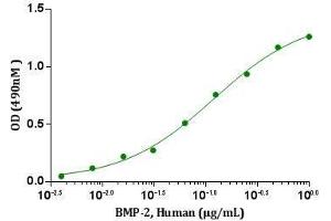 Activity Assay (AcA) image for Bone Morphogenetic Protein 2 (BMP2) (AA 283-396) (Active) protein (ABIN2017697)