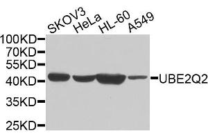 Western blot analysis of extracts of various cells, using UBE2Q2 antibody.