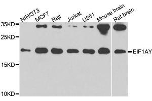 Western blot analysis of extracts of various cell lines, using EIF1AY antibody. (EIF1AY 抗体)