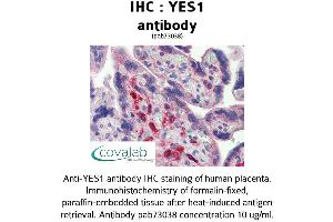 Image no. 2 for anti-V-Yes-1 Yamaguchi Sarcoma Viral Oncogene Homolog 1 (YES1) (AA 284-541) antibody (ABIN1740886) (YES1 抗体  (AA 284-541))