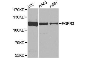 Western blot analysis of extracts of various cell lines, using FGFR3 antibody. (FGFR3 抗体  (AA 39-138))