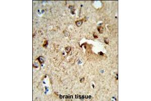 Formalin-fixed and paraffin-embedded human brain tissue reacted with TSPAN1 Antibody , which was peroxidase-conjugated to the secondary antibody, followed by DAB staining. (TSPAN1 抗体  (AA 140-167))