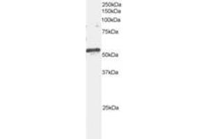 Image no. 1 for anti-ADP-Ribosylation Factor GTPase Activating Protein 3 (ARFGAP3) (AA 504-516) antibody (ABIN291233) (ARFGAP3 抗体  (AA 504-516))