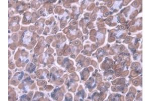 Detection of IPF in Mouse Stomach Tissue using Polyclonal Antibody to Insulin Promoter Factor 1 (IPF) (PDX1 抗体  (AA 1-284))