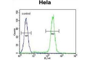 Flow cytometric analysis of Hela cells using JHDM2b Antibody (C-term) Cat. (KDM3B 抗体  (C-Term))