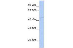 Image no. 1 for anti-gamma-aminobutyric Acid (GABA) A Receptor, alpha 5 (GABRA5) (AA 360-409) antibody (ABIN6740408)