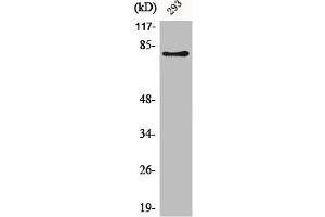 Western Blot analysis of 293 cells using Adducin β Polyclonal Antibody (ADD2 抗体  (Internal Region))