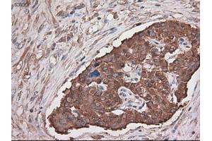 Immunohistochemical staining of paraffin-embedded kidney using anti-CPA1 (ABIN2452647) mouse monoclonal antibody. (CPA1 抗体  (AA 1-419))