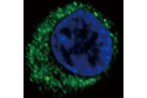 Immunofluorescence (IF) image for anti-Endothelin Receptor Type A (EDNRA) (AA 125-154) antibody (ABIN390401)