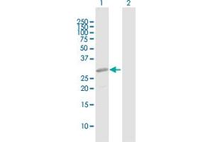 Western Blot analysis of PRRX2 expression in transfected 293T cell line by PRRX2 MaxPab polyclonal antibody. (PRRX2 抗体  (AA 1-253))