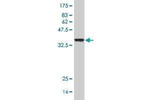 Western Blotting (WB) image for anti-Solute Carrier Family 6 (Neutral Amino Acid Transporter), Member 19 (SLC6A19) (AA 326-414) antibody (ABIN531641)