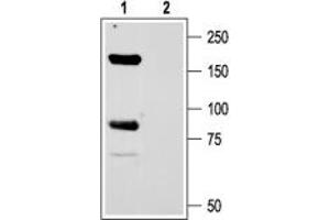 Western blot analysis of rat brain membranes:1.