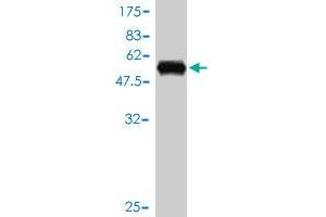 Western Blot detection against Immunogen (56. (ZNF277 抗体  (AA 1-278))
