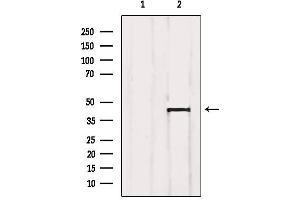 Western blot analysis of extracts from SP2/0, using Aurora Kinase Antibody.