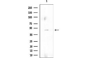 Western blot analysis of lysates from Mouse testis, using SIRPG Antibody at 1/1000 dilution.