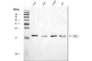 Western blot analysis of ARL1 using anti-ARL1 antibody (ABIN7602848).